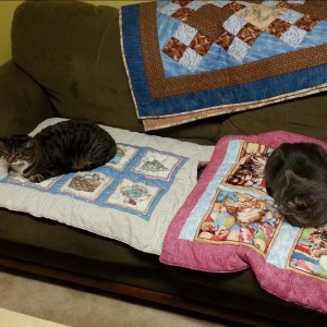 Cat quilts